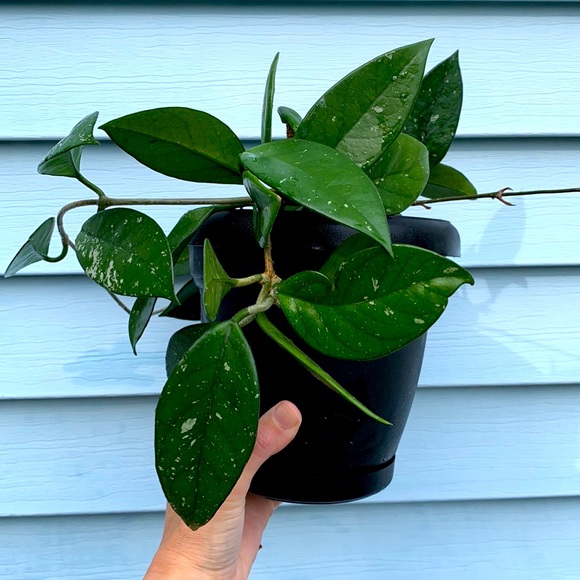 Hoya Carnosa Plant - Picture 1 of 1